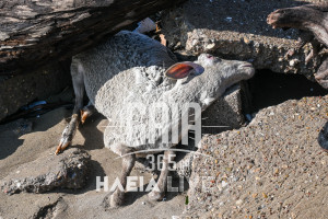 Πρόβατο που είχε εντοπιστεί νεκρό πριν λίγες ημέρες στην παραλία Επιταλίου