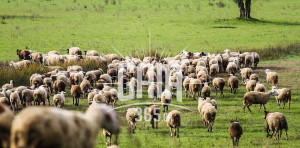 Ηλεία: Έκρηξη ευλογιάς προβάτων - Περίπου 1.000 ζώα θανατωμένα, σε επιφυλακή οι κτηνιατρικές υπηρεσίες