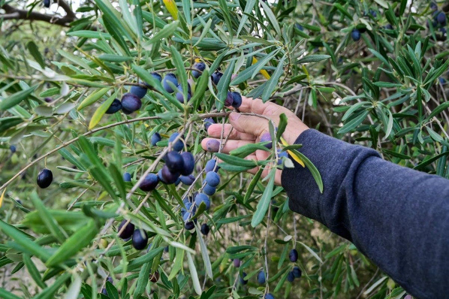 Oδοιπορικό στους δρόμους του λαδιού