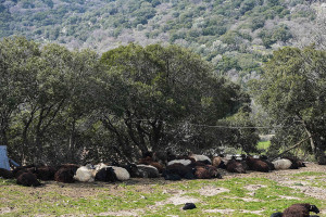 Ευρωπαϊκή συνδρομή στην Ελλάδα για τον αφθώδη πυρετό – Ενίσχυση με εξοπλισμό και μέσα προστασίας