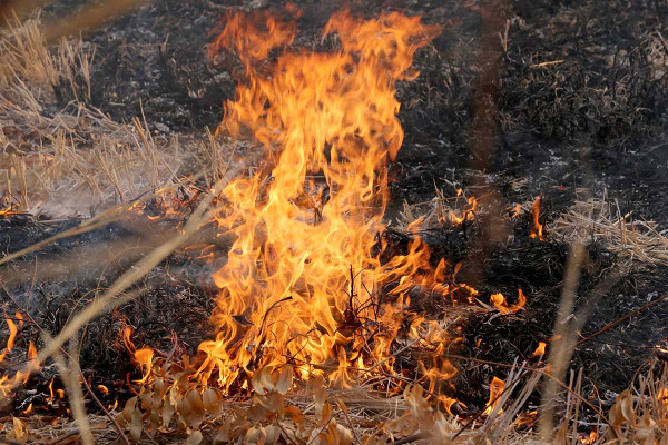 Βίντεο: Η στιγμή που 59χρονος στη Σίνδο, βάζει φωτιά σε ξερά χόρτα και εξαφανίζεται