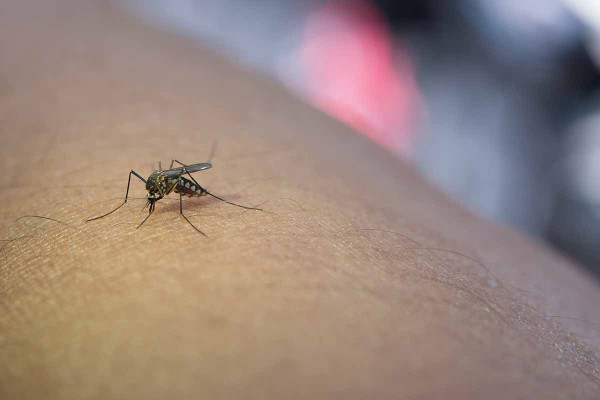 Ιός Δυτικού Νείλου: Αυξημένη επαγρύπνηση – Ποια περιοχή βρίσκεται στο επίκεντρο