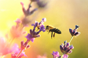 Τι θα συνέβαινε στον πλανήτη χωρίς τις μέλισσες;
