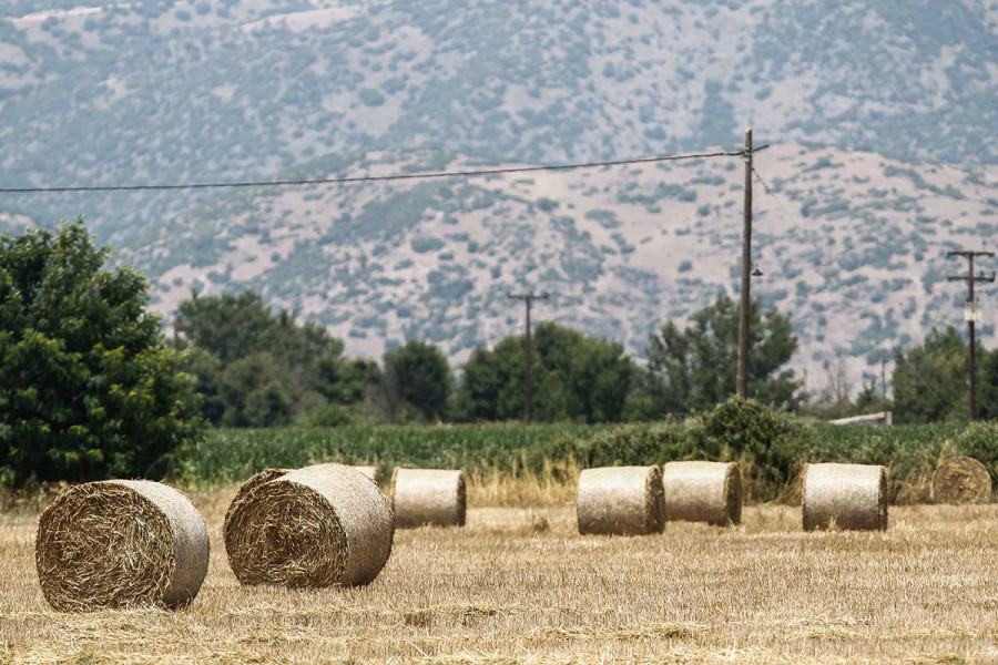 Καθοδόν 4,9 εκατ. ευρώ για ενίσχυση στη μηδική με απόφαση Σχοινά