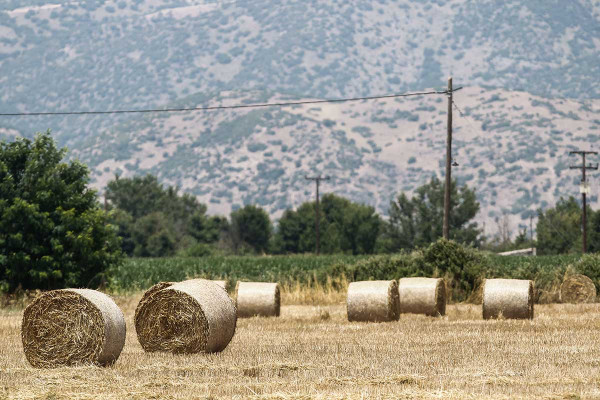 Καθοδόν 4,9 εκατ. ευρώ για ενίσχυση στη μηδική με απόφαση Σχοινά