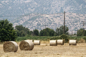 Καθοδόν 4,9 εκατ. ευρώ για ενίσχυση στη μηδική με απόφαση Σχοινά