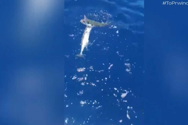 Απίστευτο βίντεο από την Κρήτη με λαγοκέφαλους να αλληλοκατασπαράζονται