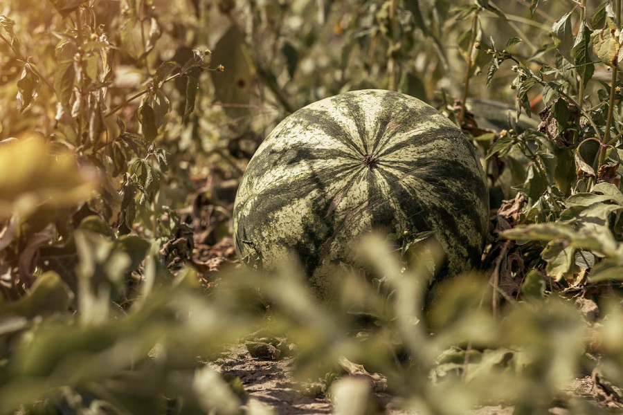 Σε απόγνωση οι παραγωγοί καρπουζιών στο Ερατεινό Καβάλας - Πόσο πωλείται στην χονδρική τιμή