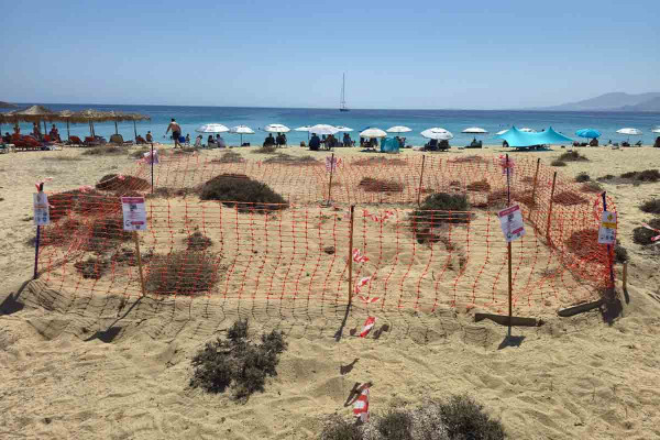 Δεύτερη φωλιά θαλάσσιας χελώνας εντοπίστηκε στην Νάξο (photos)