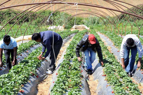 Ηλεία: Δύο ύποπτα κρούσματα φυματίωσης υπό διερεύνηση σε εργάτες γης από το Νεπάλ