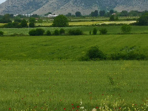 Πρωτοπόρο Εργαστήριο στη μελέτη των ενεργειακών φυτών από το 1993 – Η αξία της αγριοαγκινάρας