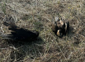 Συναγερμός: Δηλητηριασμένα δολώματα από Τραγανό έως Αγ. Δημήτριο - Νεκρά κυνηγόσκυλα, γάτες, πουλιά