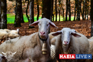 Διευκρινίσεις σχετικά με τα μέτρα περιορισμού των μετακινήσεων αιγοπροβάτων σε περιοχές που έχουν πληγεί από την ευλογιά