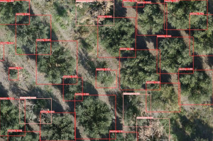 Εφαρμογή με droneς, κάμερες και ΤΝ για την αντιμετώπιση της βερτισιλλίωσης της ελιάς αναπτύσσει η Α.Γ.Σ