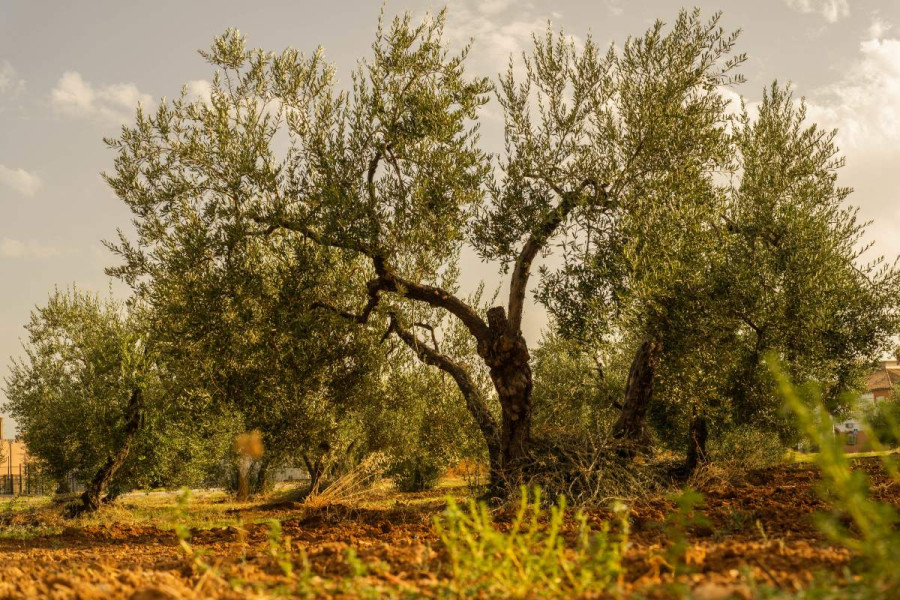Η βερτισιλλίωση στους ελαιώνες ξεραίνει τα δέντρα και υποβαθμίζει το έδαφος