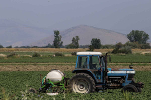 Πήρε ΦΕΚ και πληρώνεται η ειδική ενίσχυση μηδικής μέχρι 80 ευρώ το στρέμμα