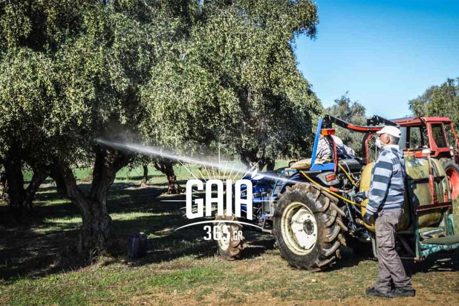 Ξεκινούν δολωματικοί ψεκασμοί για τον δάκο της ελιάς στην ΠΕ Ηλείας