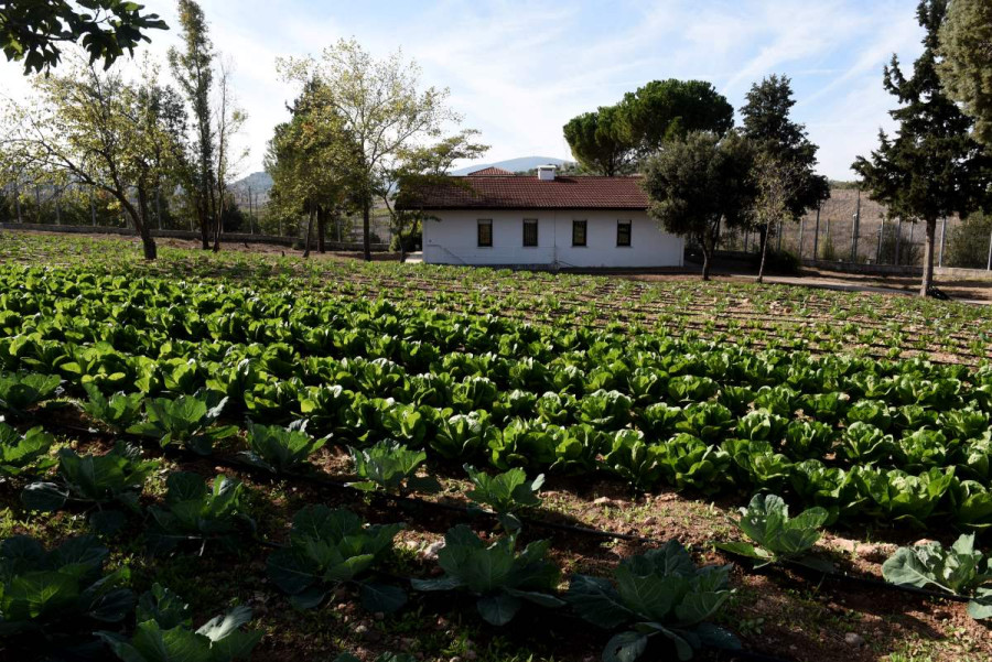 Συνεχίζεται για 2η χρονιά το πρόγραμμα εκπαίδευσης κρατουμένων φυλακών σε αγροτικές καλλιέργειες