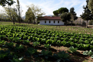 Συνεχίζεται για 2η χρονιά το πρόγραμμα εκπαίδευσης κρατουμένων φυλακών σε αγροτικές καλλιέργειες