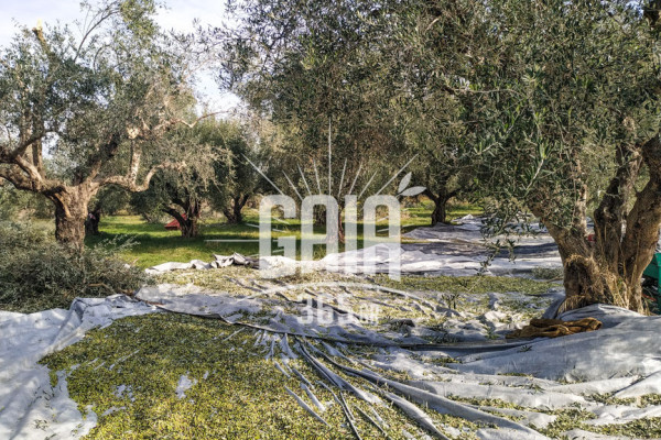 Ελιά: Νέα ανησυχητικά ευρήματα στη Μεσσηνία μετά το γλοιοσπόριο