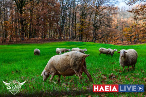 Ευλογιά αιγοπροβάτων: Πάνω από 50 κρούσματα σε μία εβδομάδα σε 14 Περιφέρειες - 423.125 θανατώσεις