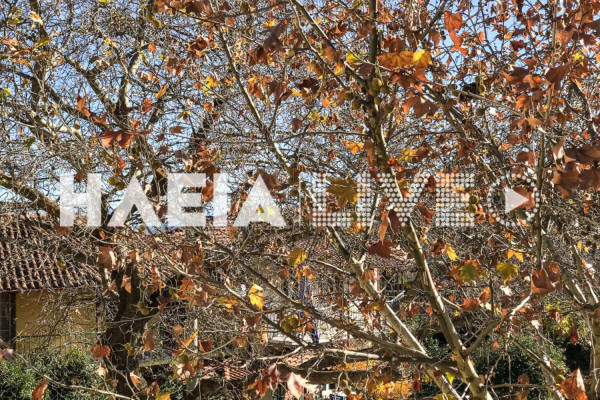 Δασαρχείο Πύργου: Σε έξαρση το φαινόμενο των νεκρωμένων πλατάνων σε Πύργο και Ολυμπία