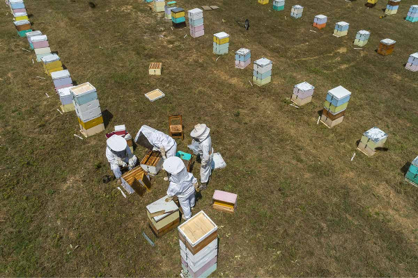 e-honey: Στο μικροσκόπιο η αγορά μελιού
