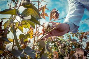 Βαμβάκι: Μικρή μείωση στην παραγωγή, σταθερότητα στην κατανάλωση