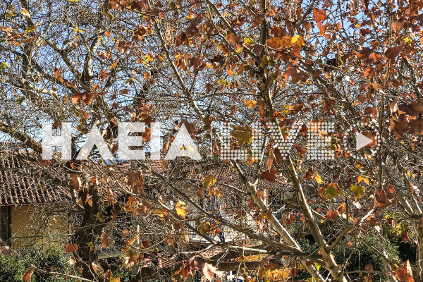 Δασαρχείο Πύργου: Απομακρύνονται τα επικίνδυνα και νεκρωμένα πλατάνια σε Πύργο και Ολυμπία