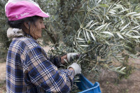 Ποιος θα καλλιεργεί αύριο; – Γερνούν οι αγρότες, αδειάζει η ύπαιθρος