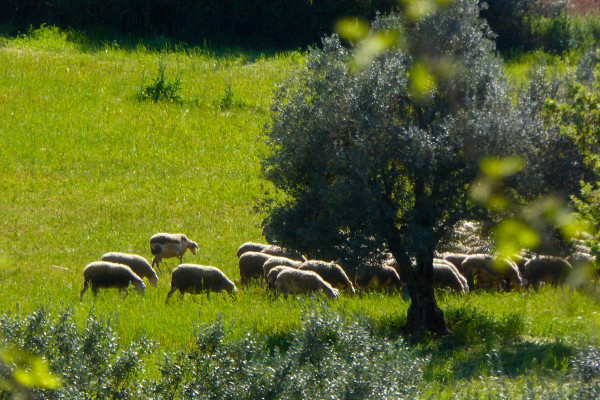 Κτηνοτροφία: Όσα αναφέρει η έκθεση του FAO για τη μικροβιακή αντοχή