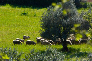 Κτηνοτροφία: Όσα αναφέρει η έκθεση του FAO για τη μικροβιακή αντοχή