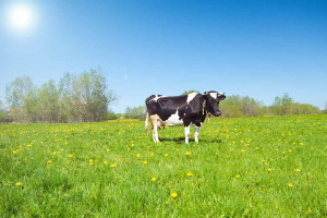Μη βιώσιμη η αγορά πρωτεΐνης στην ΕΕ: Το μοσχάρι επιδοτείται 580 φορές περισσότερο από τα όσπρια