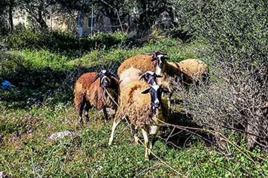 Aφθώδης πυρετός: Αναστολή φορολογικών και ασφαλιστικών υποχρεώσεων και απαλλαγή από δημοτικά τέλη