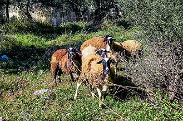 Aφθώδης πυρετός: Αναστολή φορολογικών και ασφαλιστικών υποχρεώσεων και απαλλαγή από δημοτικά τέλη