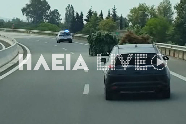 Ψάρι Βάρδας: Εντοπίστηκε φυτεία με 320 δενδρύλλια χασίς - Δύο συλλήψεις