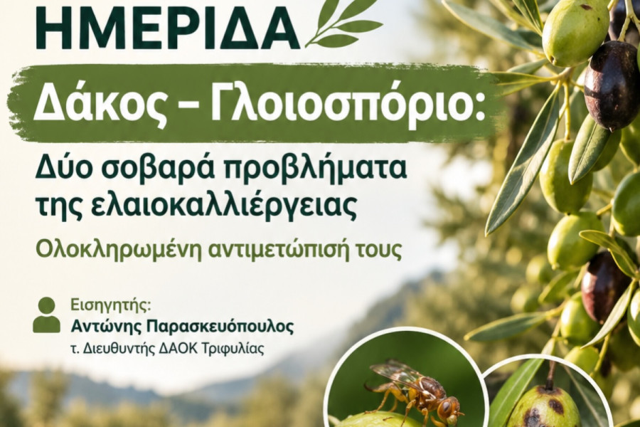 Ενδιαφέρουσα ημερίδα του Δήμου Αρχ. Ολυμπίας για την ελαιοκαλλιέργεια