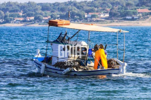 Αλιεία: Παγκόσμια απάτη στα ψάρια – Τι κρύβεται πίσω από την ετικέτα