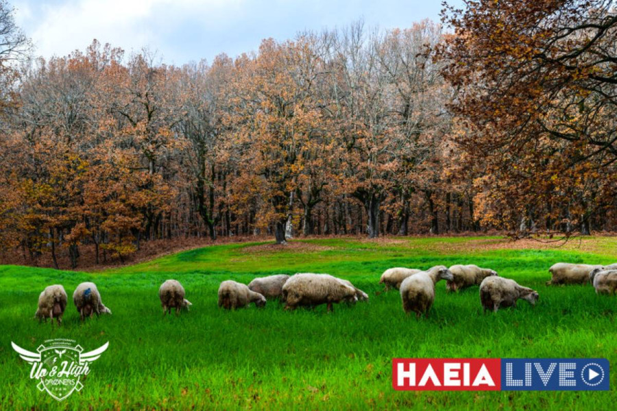 Ευλογιά των προβάτων: Ανήσυχοι οι κτηνοτρόφοι για μόλυνση του εδάφους από τις μαζικές ταφές ζώων - Τι απαντούν οι επιστήμονες