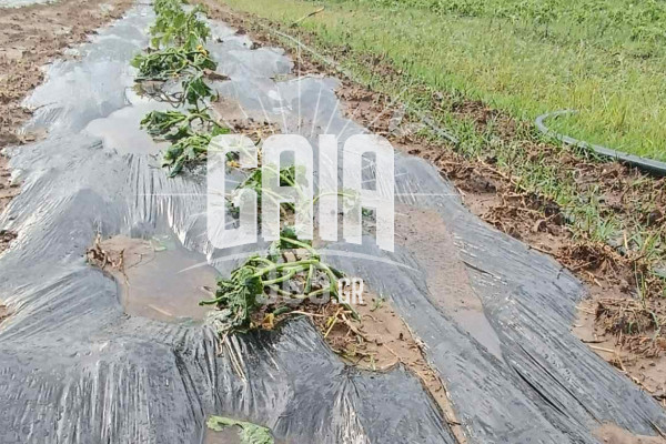 Πληρώνει 24 εκατ. για ζημίες 2025 σε φυτική παραγωγή και απώλειες ζωικού ο ΕΛΓΑ