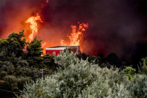 Πρέβεζα: Σε απόγνωση οι πυρόπληκτοι αγρότες – Τι ζητούν