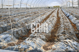 Παρατείνεται η προθεσμία υποβολής αιτήσεων για θερμοκήπια και στέγαστρα φυτικής παραγωγής