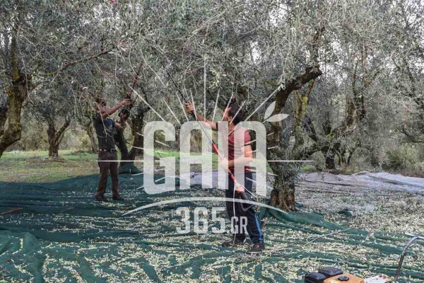 Νέα όπλα κατά του δάκου - Τεχνητή νοημοσύνη, drones, ηλεκτρονικές παγίδες