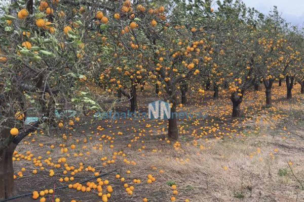 Ζημιές και σε περιβόλια με πορτοκάλια στο Γαλατά Ναυπακτίας (video)
