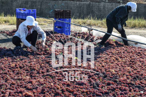 Μεσσηνία: Σοβαρές ζημιές στη σταφίδα από τον πάγο σε περιοχές της Πυλίας