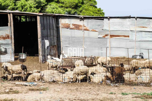 Ευλογιά: Σχεδόν μισό εκατομμύριο πρόβατα νεκρά – Τι γίνεται με το εμβόλιο