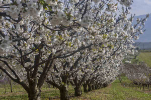 Χρήσιμες οδηγίες προστασίας για την κερασιά