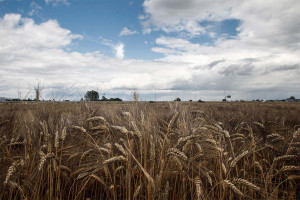 Κλιματική κρίση: Απειλεί βασικές καλλιέργειες, ακόμη και αν οι αγρότες προσαρμοστούν