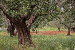 Μεσσηνία: Άγνωστοι κατέστρεψαν ελαιόδεντρα στη Φαρακλάδα