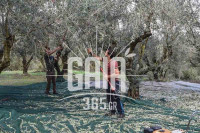 Παράταση εφαρμογής της υποχρεωτικής δήλωσης συγκομιδής ελαιοκάρπου